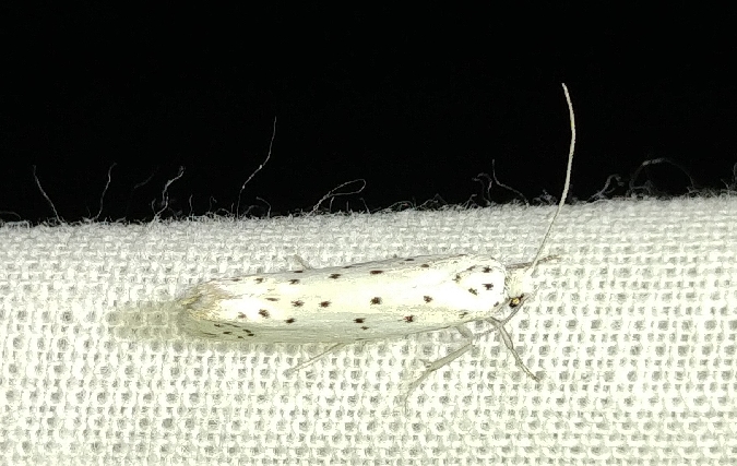 Yponomeuta sp. 