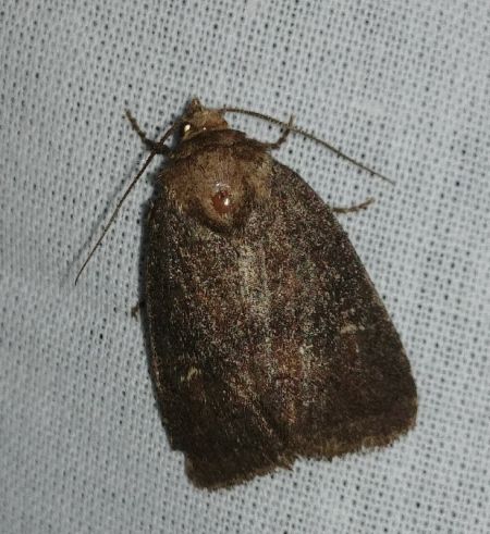 Rusina ferruginea 