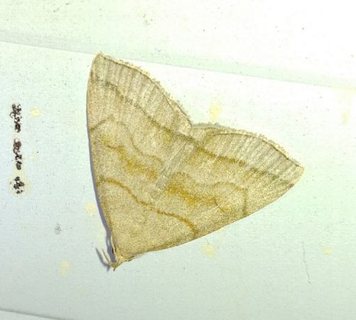 Herminia tarsicrinalis 