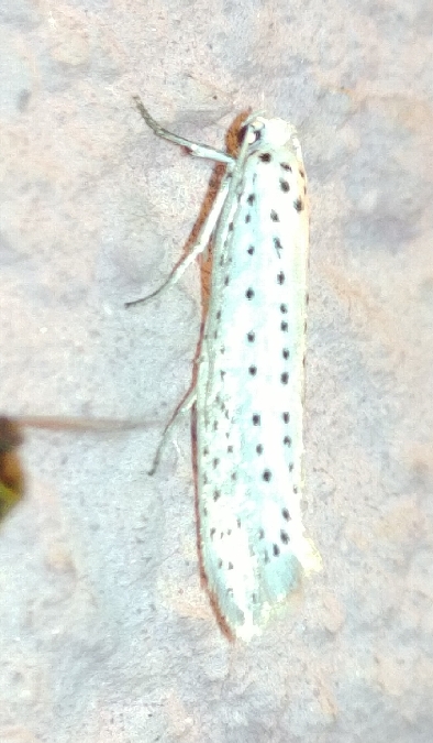 Yponomeuta evonymella 