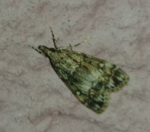 Eudonia lacustrata 