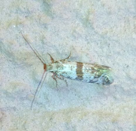 Scythropia crataegella 