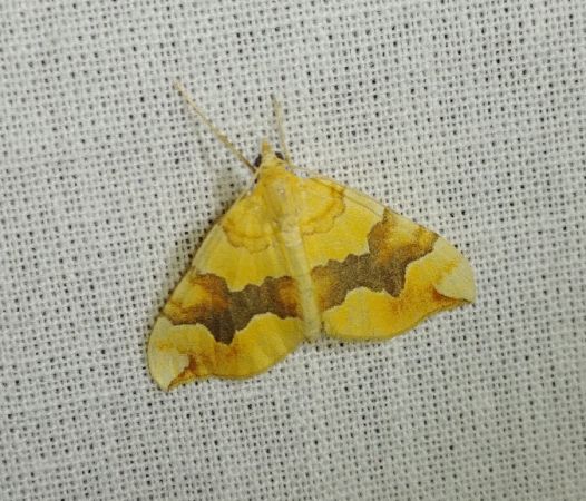 Cidaria fulvata 