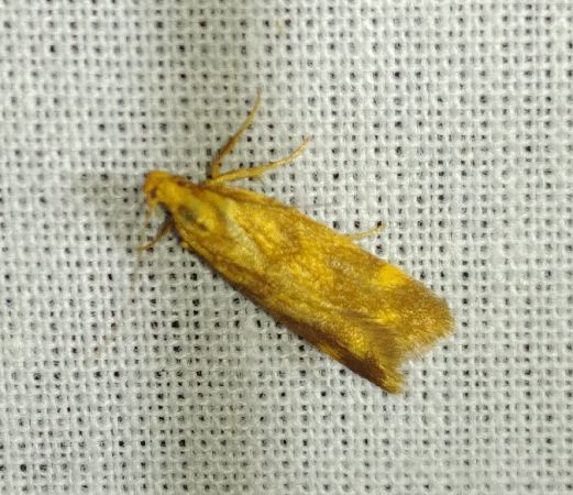 Mirificarma flavella 
