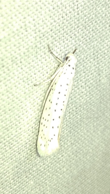 Yponomeuta evonymella 