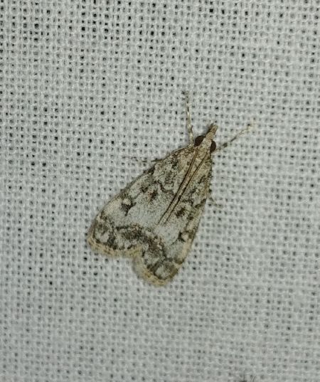 Eudonia lacustrata 