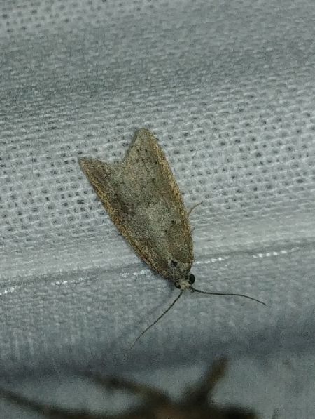 Isotrias rectifasciana 