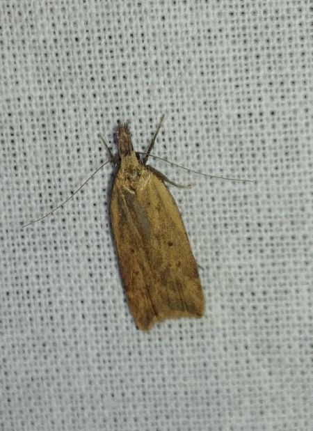 Telephila schmidtiellus 