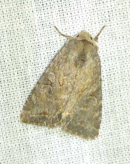 Apterogenum ypsillon 