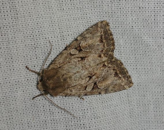 Apterogenum ypsillon 
