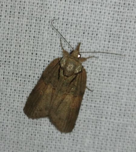 Nycteola revayana 