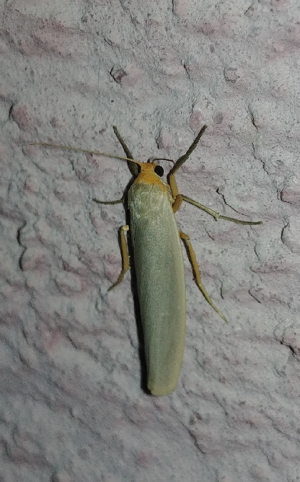 Lithosie aplatie (Manteau à tête jaune) 