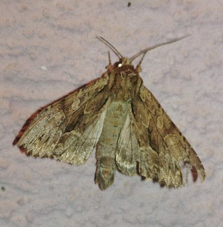 Apamea monoglypha 