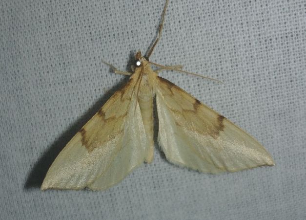 Gandaritis pyraliata 