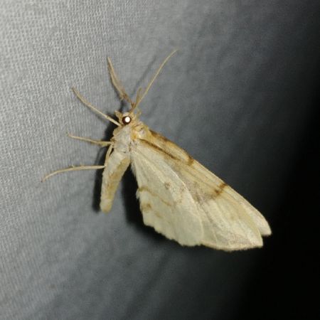 Gandaritis pyraliata 