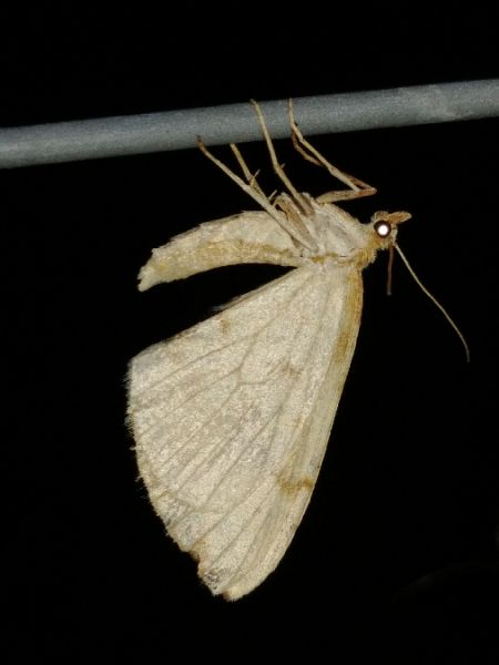 Gandaritis pyraliata 