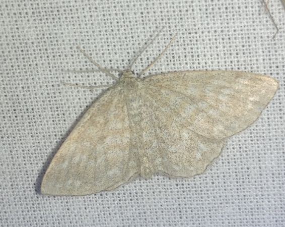 Scopula immorata 