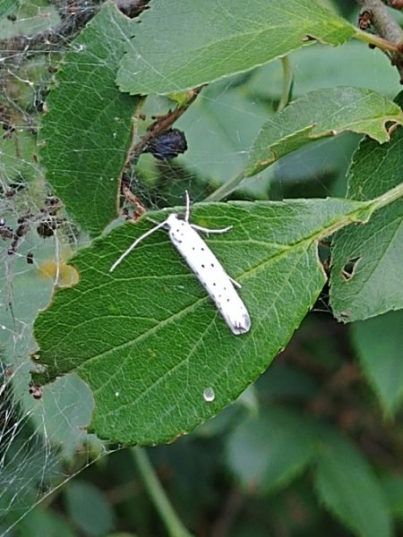 Yponomeuta padella 