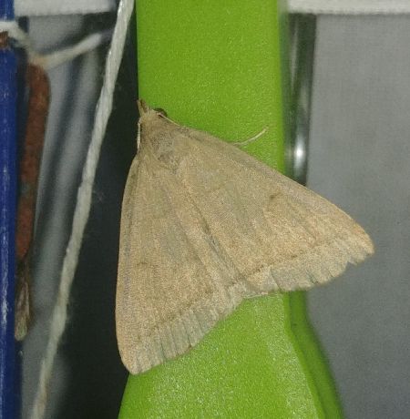 Herminia tarsicrinalis 
