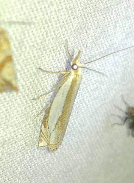 Crambus des pâturages 