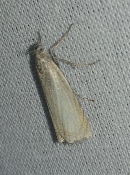 Chrysoteuchia culmella 