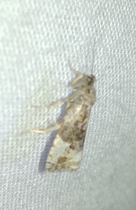 Hedya nubiferana 