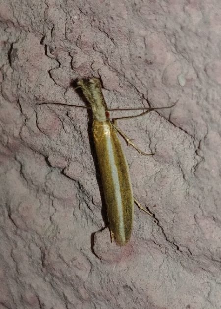 Pleurota aristella 