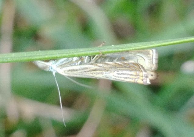 Crambus des jardins 