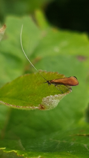 Adela violella  - Melchior Viallet