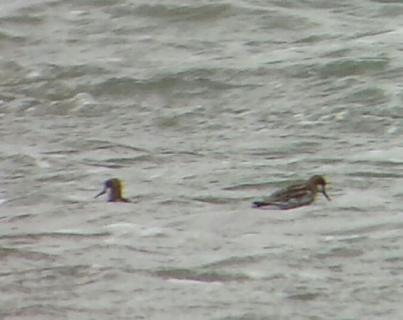 Odinshühnchen  - Wolfgang Bühler