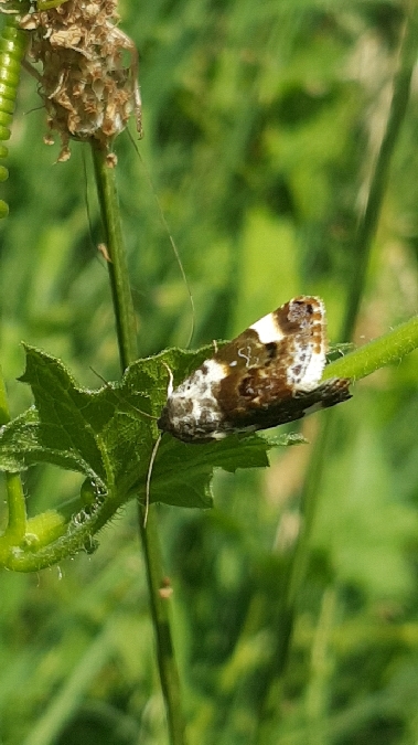 Collier blanc  - Melchior Viallet