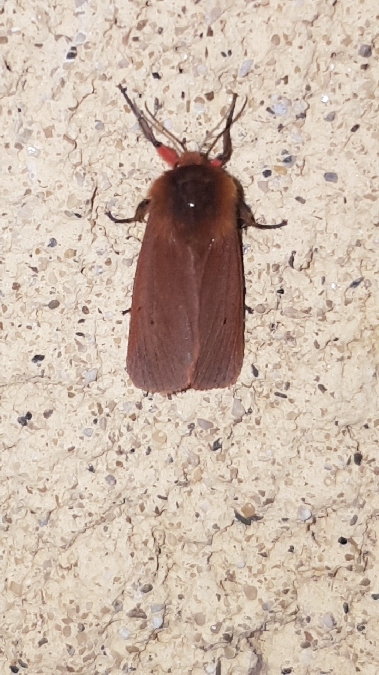 Ecaille cramoisie  - Melchior Viallet