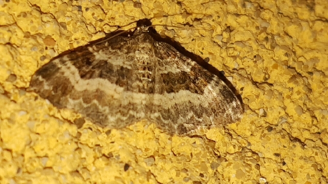 Alternée  - Melchior Viallet