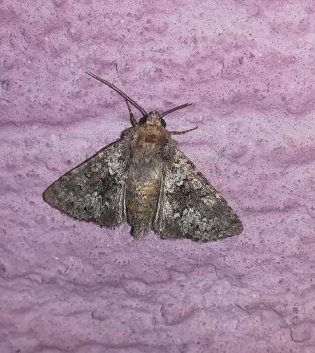 Hecatera dysodea  - Thomas Lux