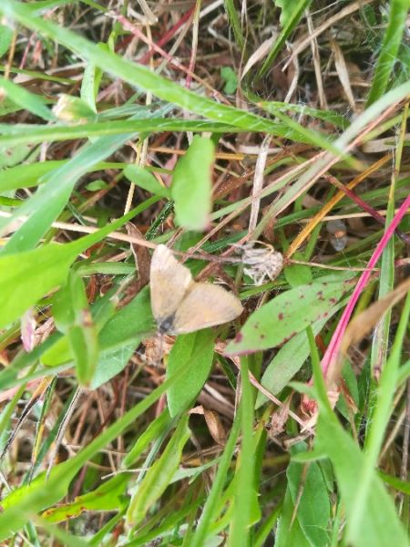 Lythria cruentaria  - Thomas Lux