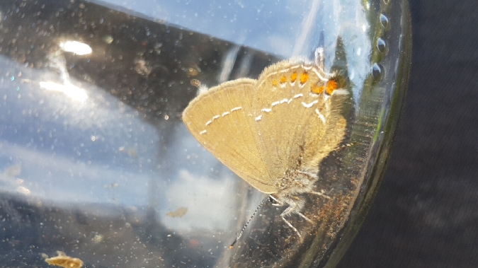 Thècle (Thécla) de l'yeuse  - Melchior Viallet