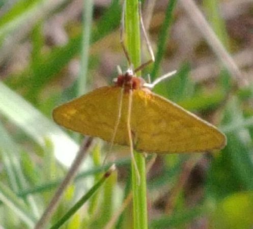 Sitochroa verticalis 