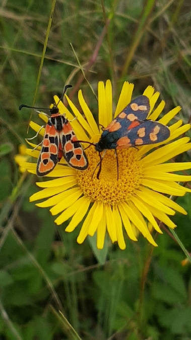 Zygène de la petite coronille  - Melchior Viallet