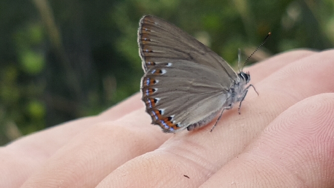 Spanish Purple Hairstreak  - Melchior Viallet