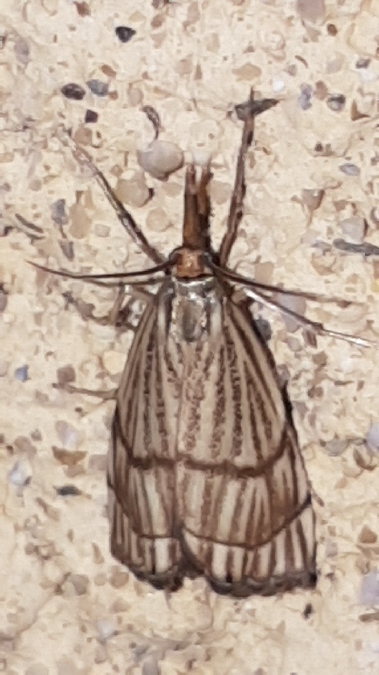Chrysocrambus linetella  - Melchior Viallet