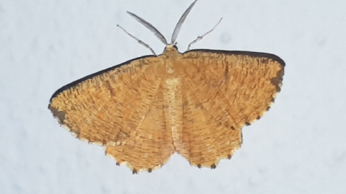 Angéronie du prunier  - Melchior Viallet