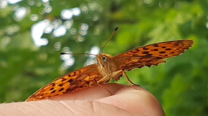 Nacré de la ronce  - Melchior Viallet