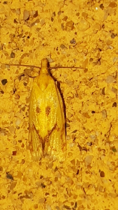 Euxanthie du chardon  - Melchior Viallet