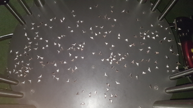 Pyrale du Buis  - Melchior Viallet