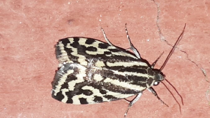 Arlequinette jaune  - Melchior Viallet