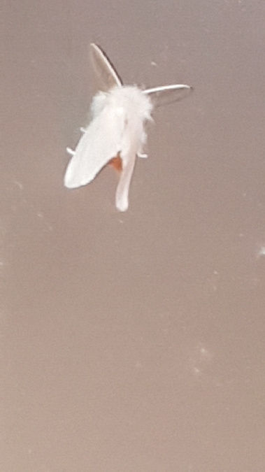 Cul brun  - Melchior Viallet