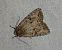 Apterogenum ypsillon 
