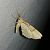 Gandaritis pyraliata 