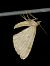 Gandaritis pyraliata 