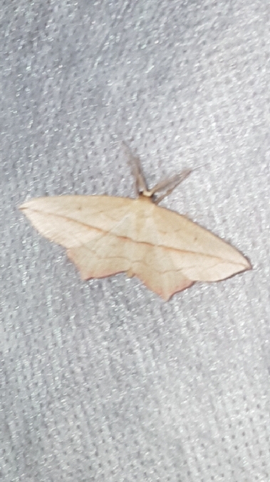 Timandre aimée  - Melchior Viallet